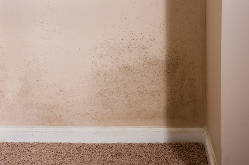 mould on wall in home