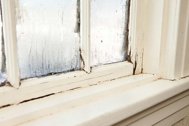 Dry rot in a window - North Yorkshire Remedials